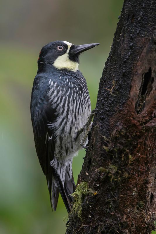 Acorn Woodpecker (f)