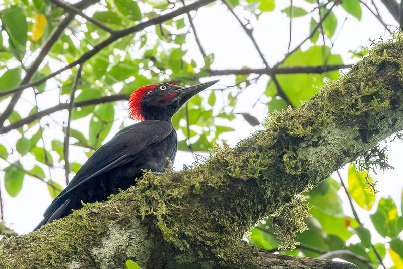 Andaman Woodpecker (m)