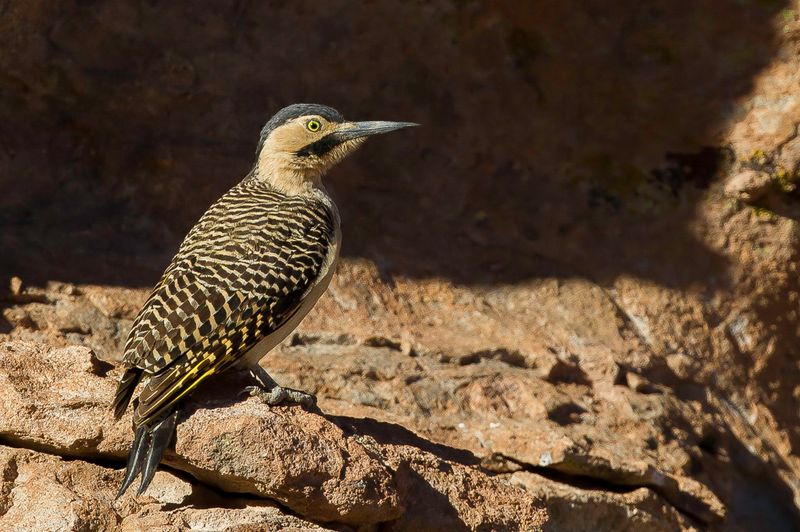 Andean Flicker