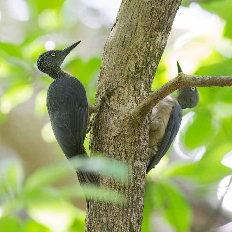 Ashy Woodpecker (f)