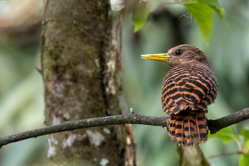 Bay Woodpecker
