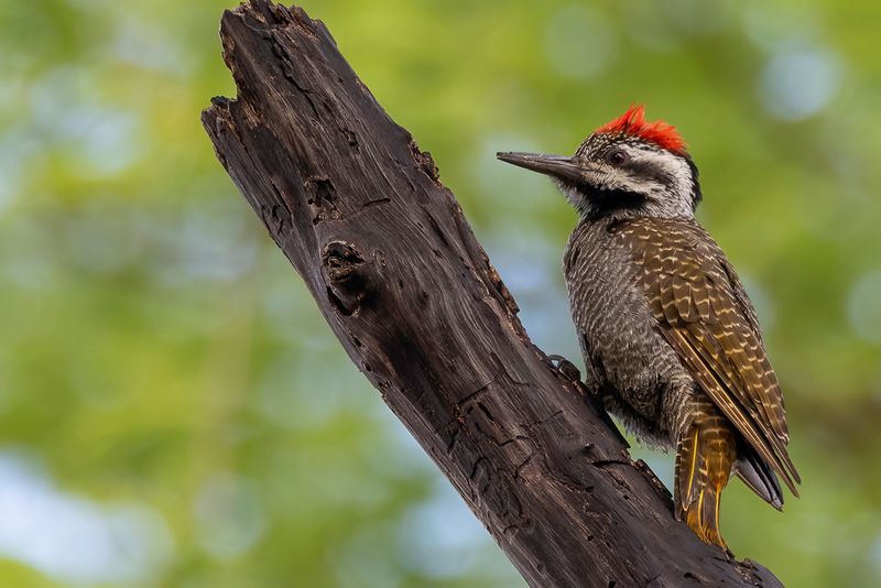 Bearded Woodpecker (m)