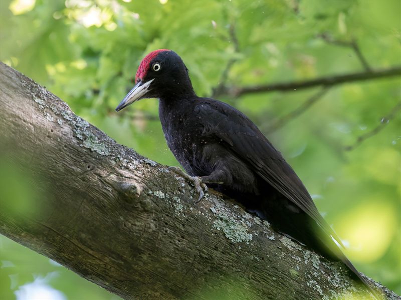 Black Woodpecker (m)