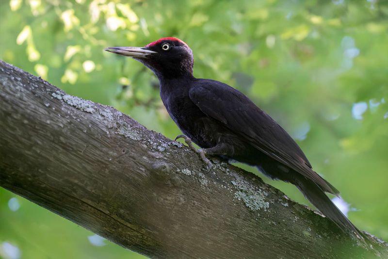Black Woodpecker (m)