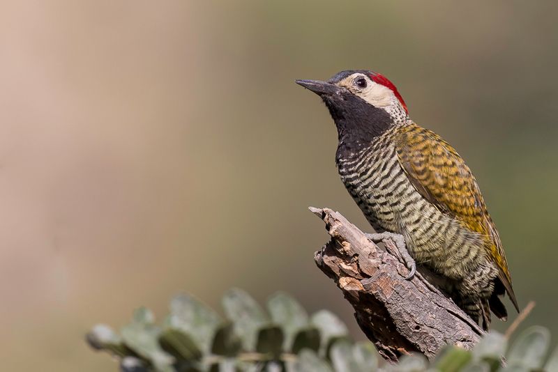 Black-necked Woodpecker