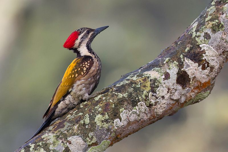 Black-rumped Flameback