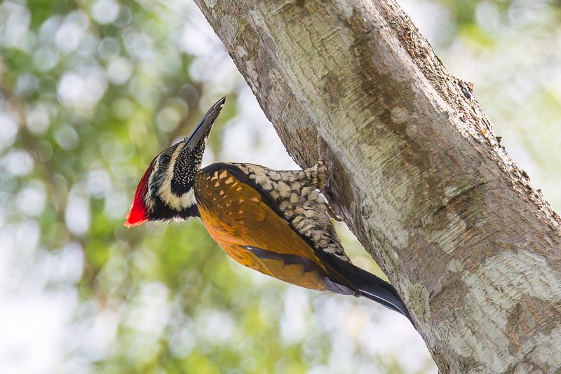 Black-rumped Flameback