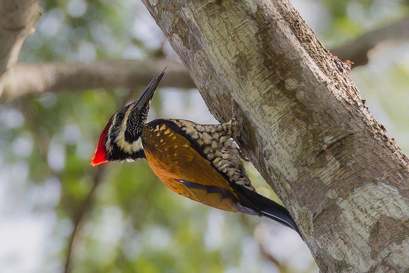 Black-rumped Flameback