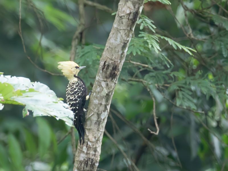 Blond-crested Woodpecker (f)