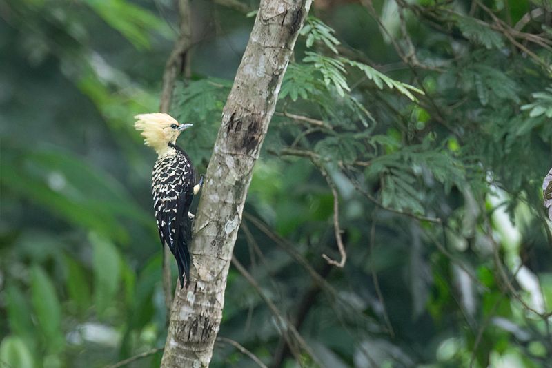 Blond-crested Woodpecker (f)