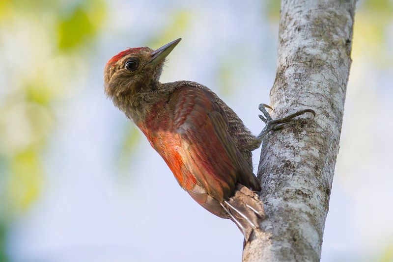 Blood-colored Woodpecker