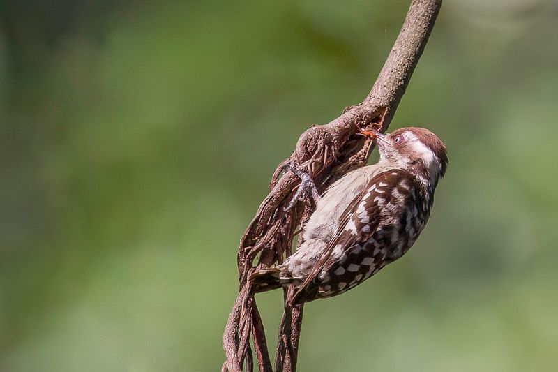 Brown-capped Pygmy Woodpecker