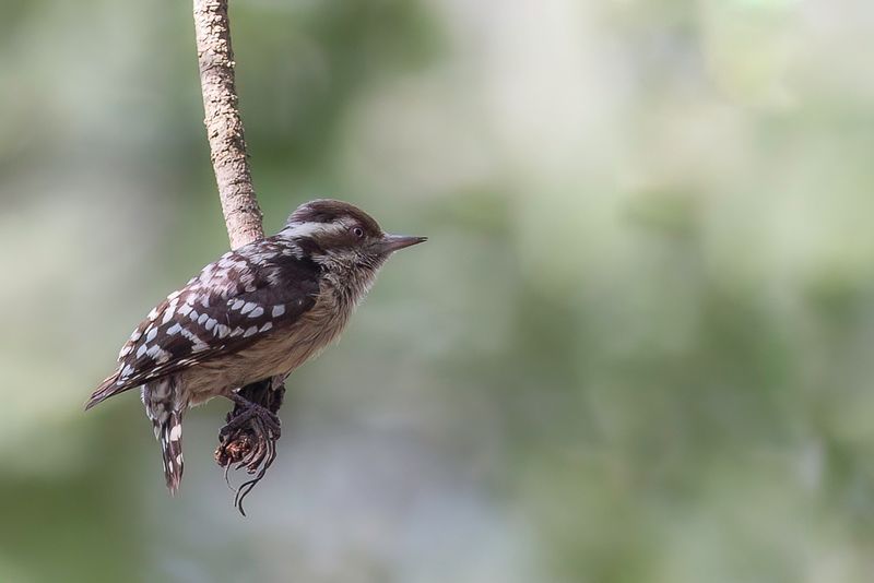 Brown-capped Pygmy Woodpecker