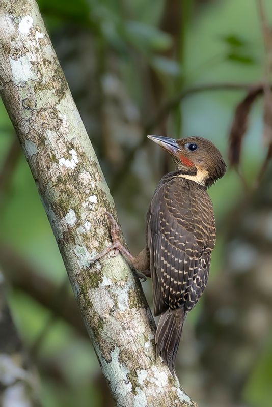 Buff-necked Woodpecker