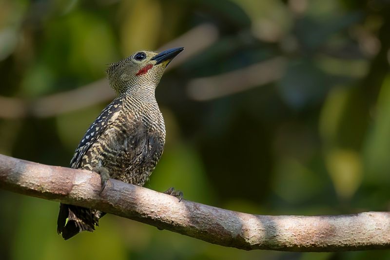 Buff-rumped Woodpecker