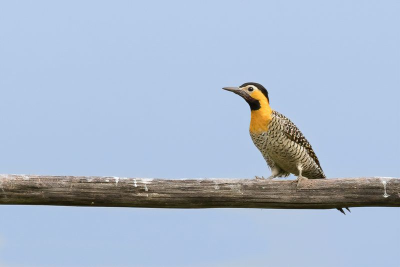 Campo Flicker
