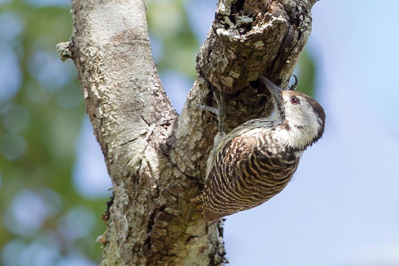 Cardinal Woodpecker (f)