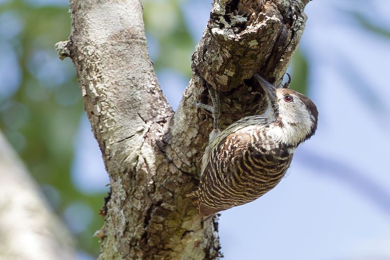 Cardinal Woodpecker (f)