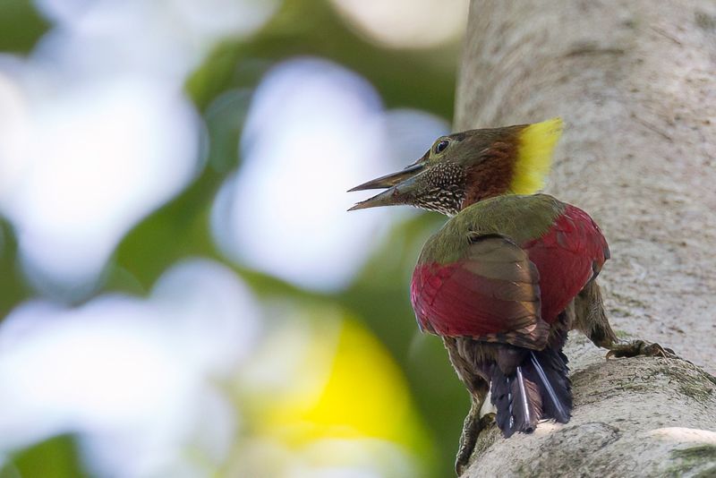 Checker-throated Woodpecker