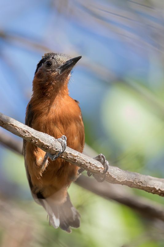 Chestnut Piculet