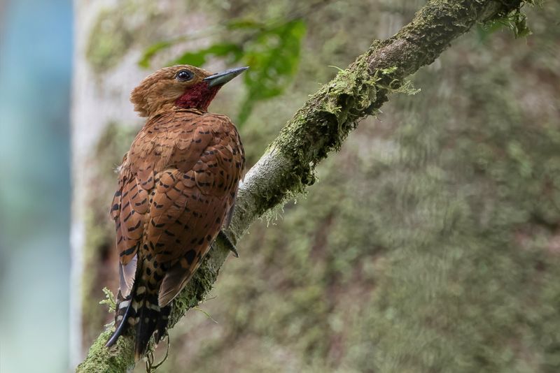 Cinnamon Woodpecker