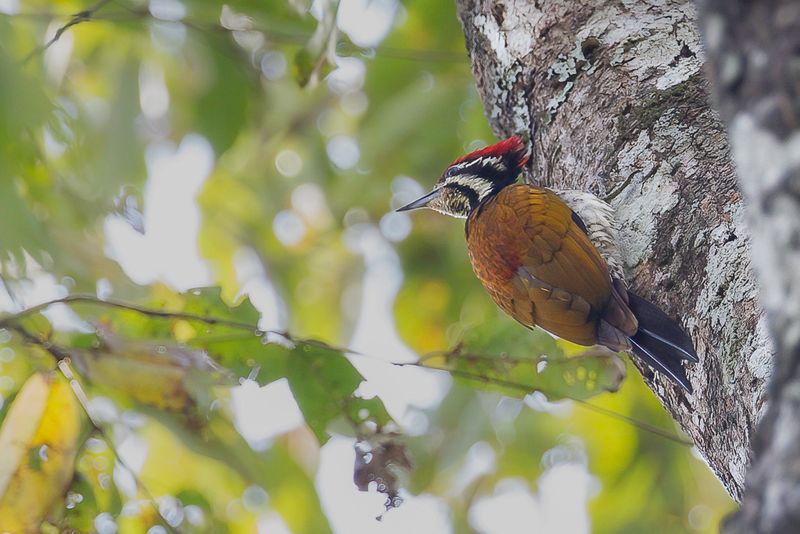 Common Flameback
