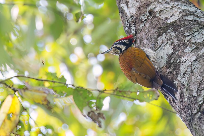 Common Flameback