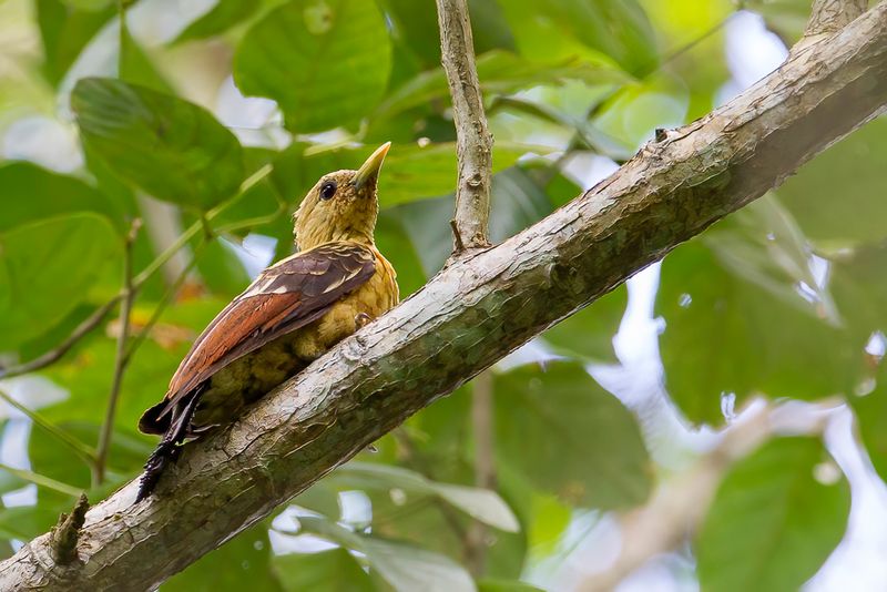 Cream-coloured Woodpecker