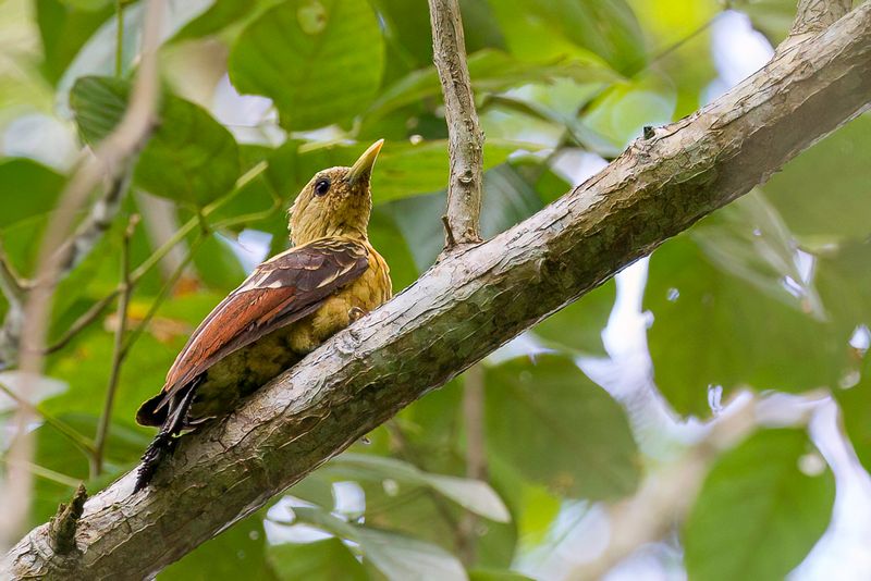Cream-coloured Woodpecker