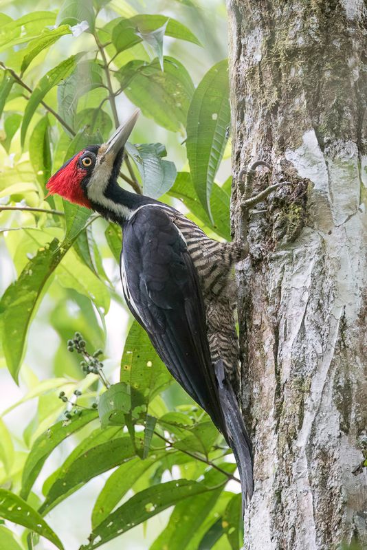 Crimson-crested Woodpecker (f)