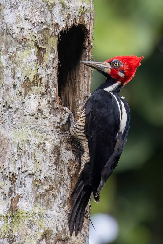 Crimson-crested Woodpecker (m)
