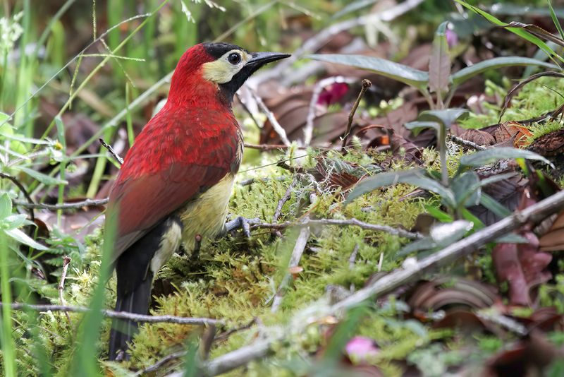 Crimson-mantled Woodpecker