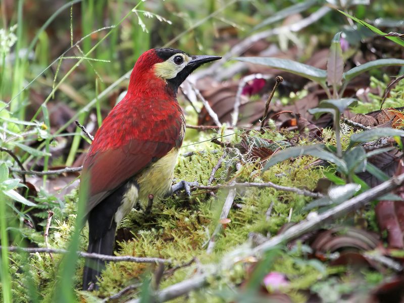 Crimson-mantled Woodpecker