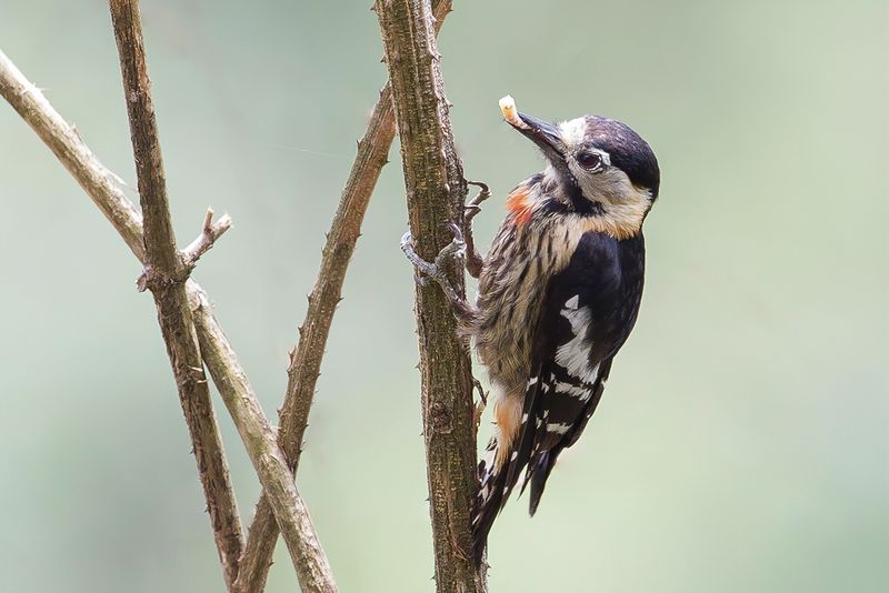 Crimson-naped Woodpecker