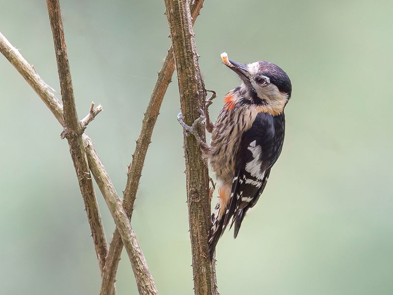 Crimson-naped Woodpecker