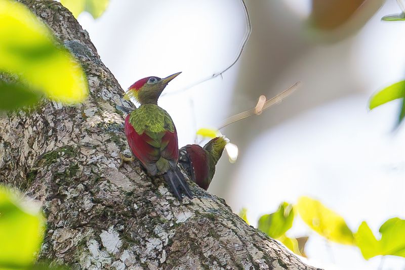 Crimson-winged Woodpecker