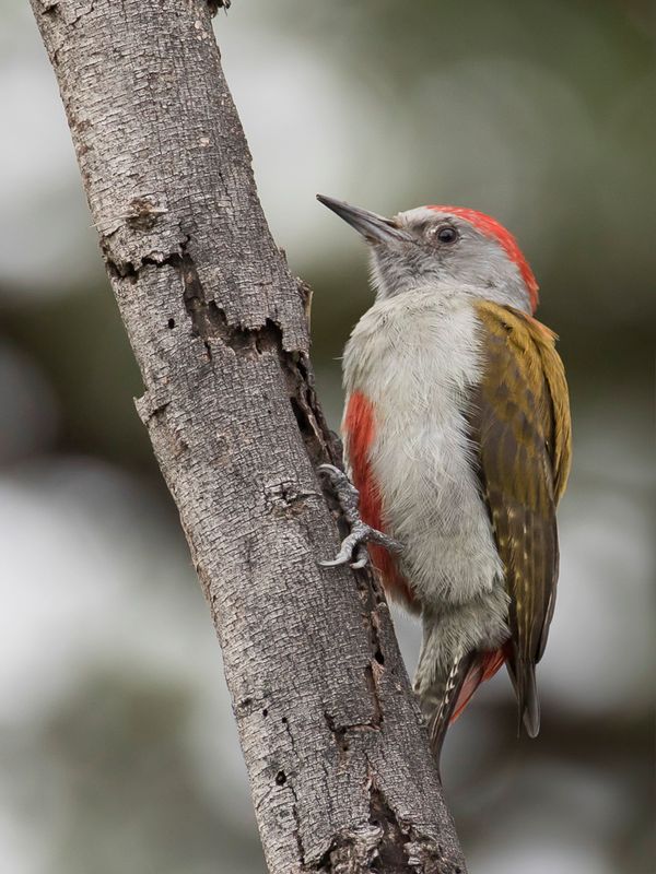 Eastern Grey Woodpecker (m)