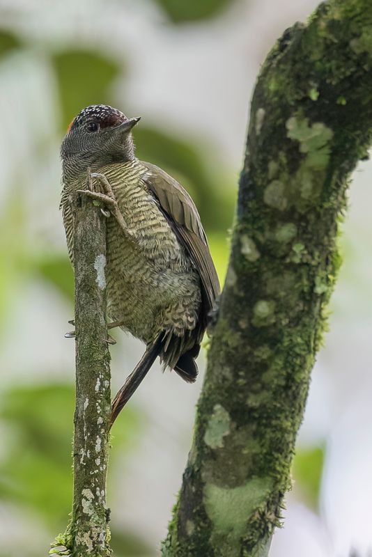 Fine-banded Woodpecker (f)
