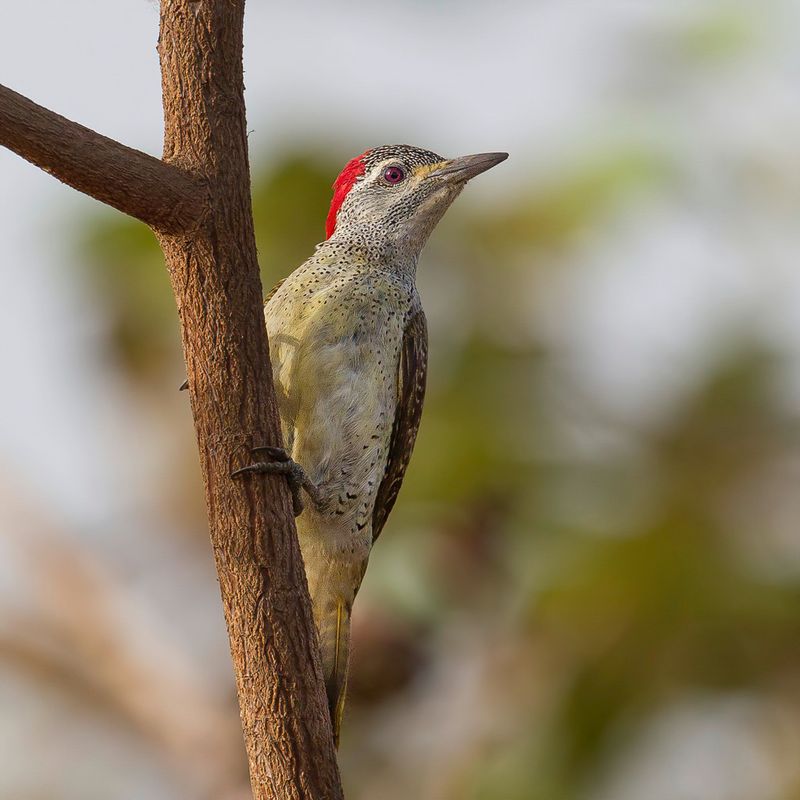 Fine-spotted Woodpecker