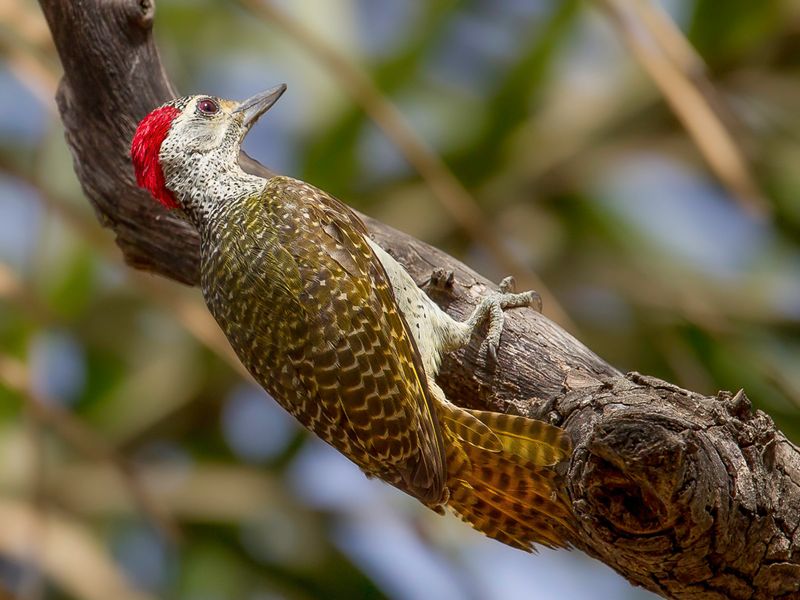 Fine-spotted Woodpecker