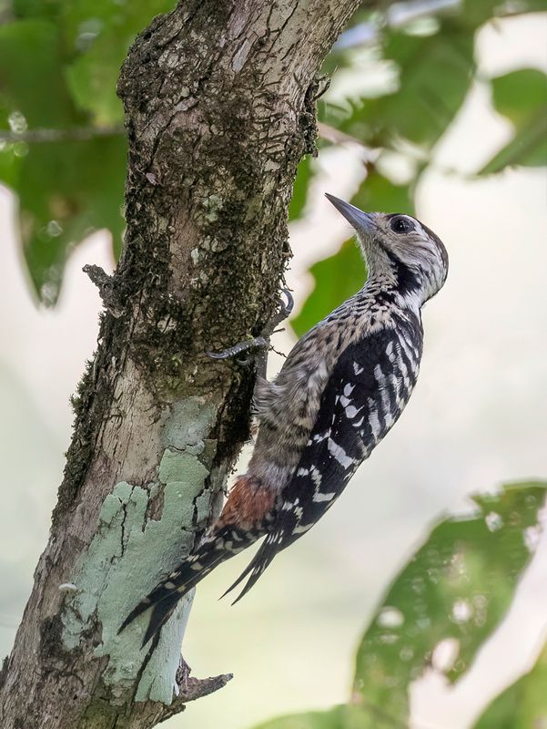 Freckle-breasted Woodpecker (f)