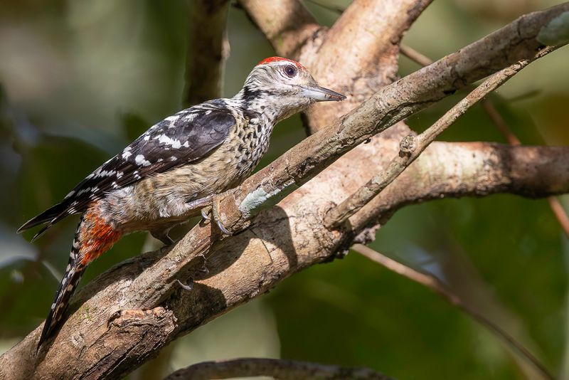 Freckle-breasted Woodpecker (m)