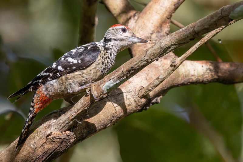 Freckle-breasted Woodpecker (m)