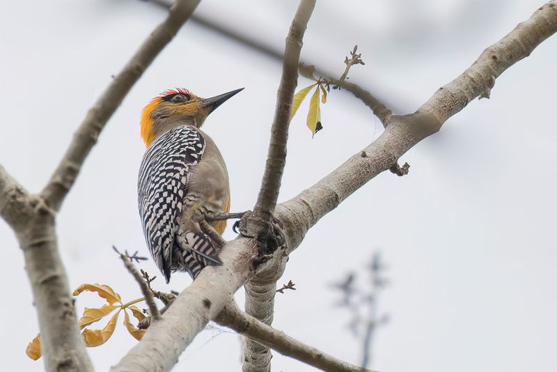 Golden-cheeked Woodpecker