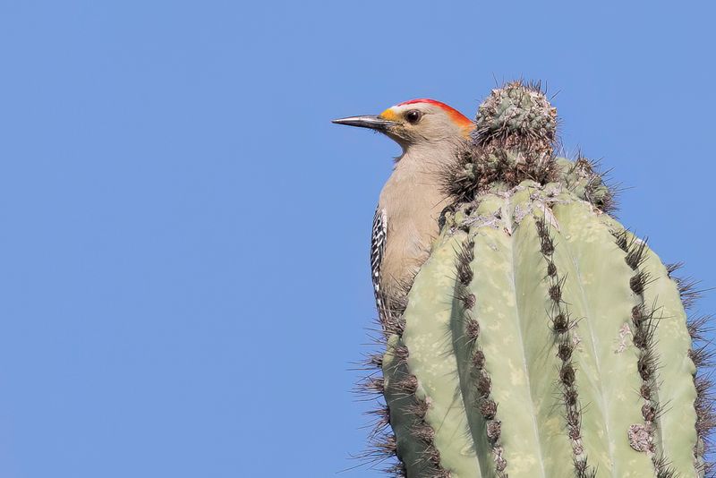 Golden-fronted Woodpecker