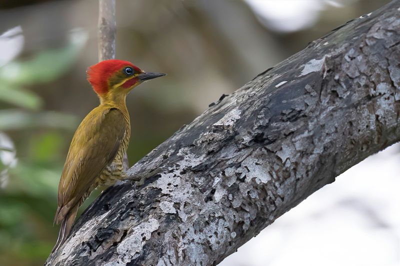Golden-green Woodpecker