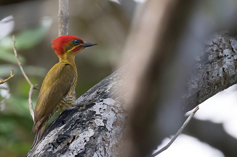Golden-green Woodpecker