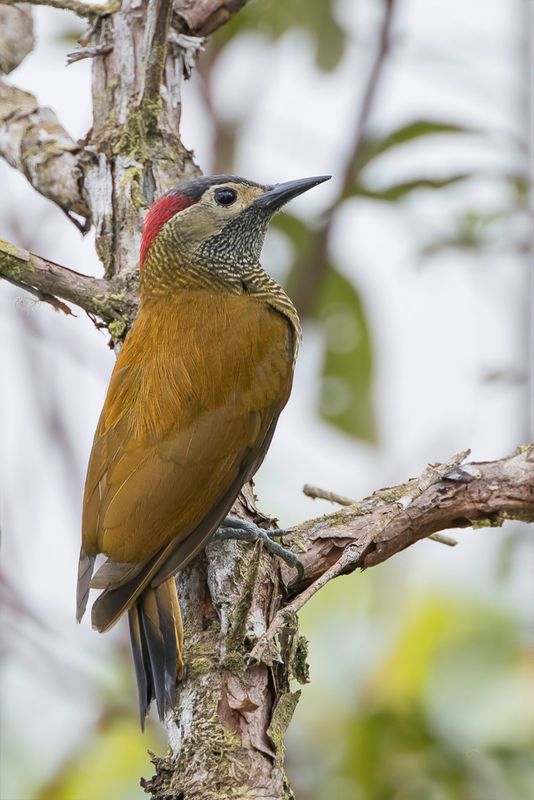 Golden-olive Woodpecker (f)