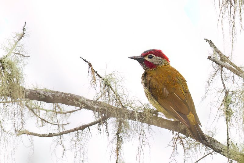 Golden-olive Woodpecker (m)