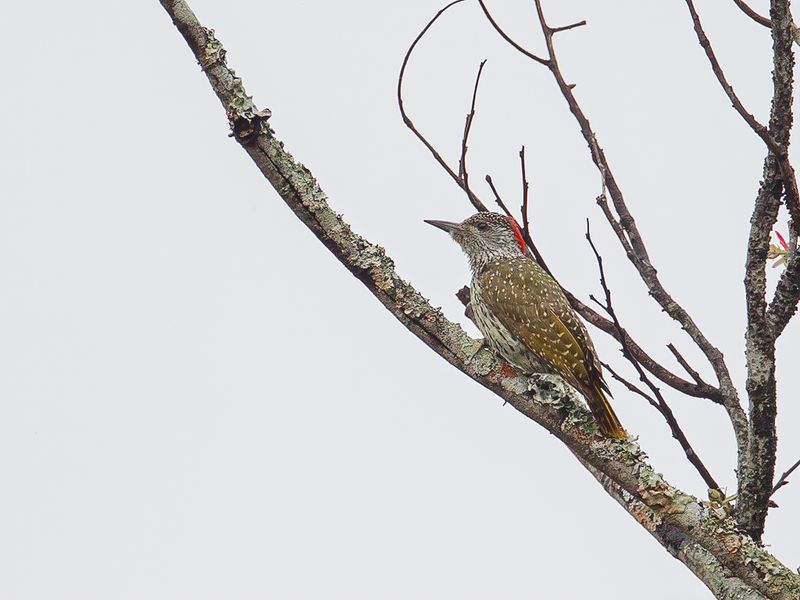 Golden-tailed Woodpecker